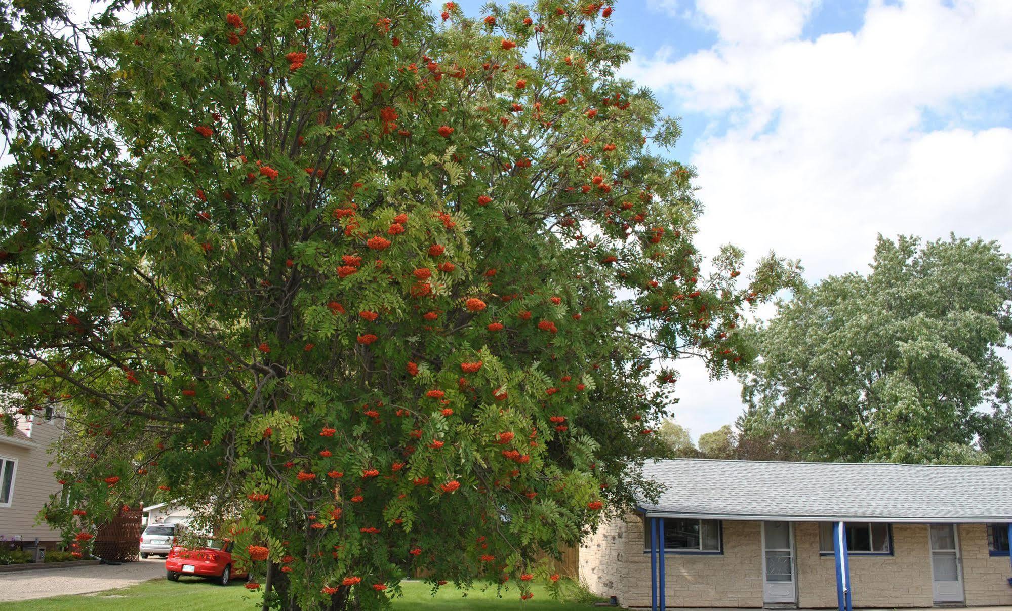 Neepawa Motel Luaran gambar